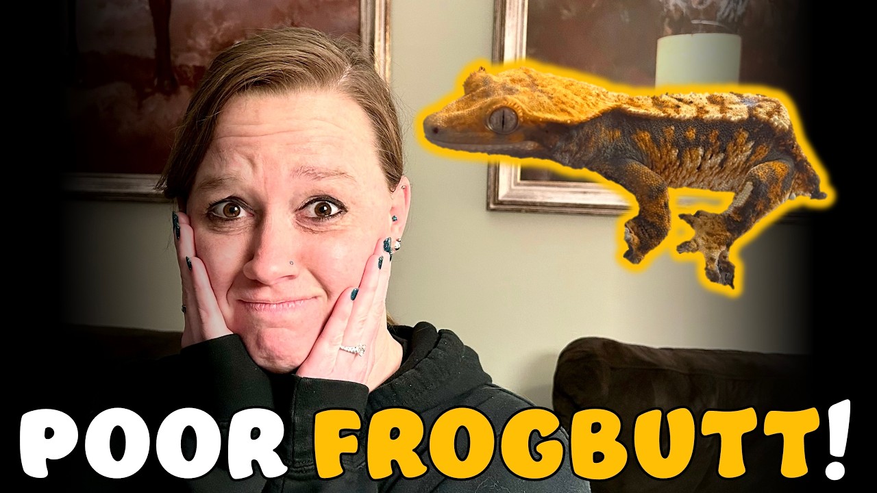 How Metabolic Bone Disease affected our Crested Gecko