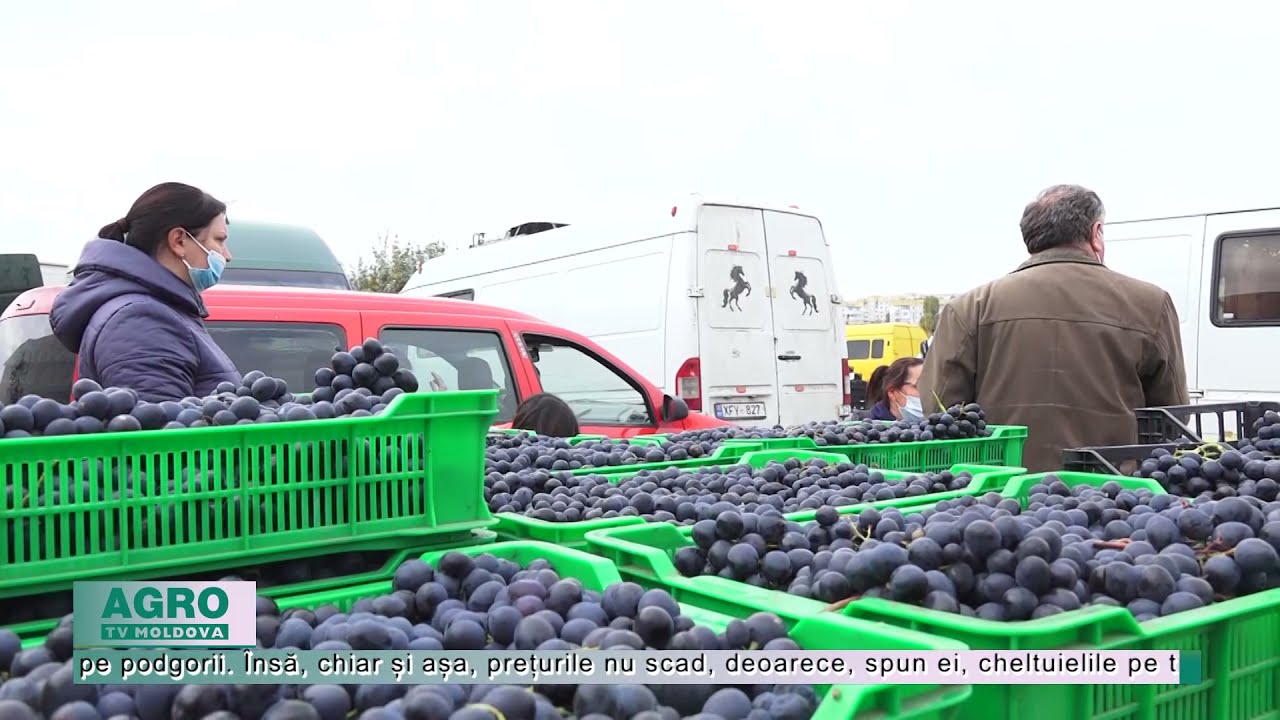 De ce nu se vinde poama la piața angro – AGRO TV News