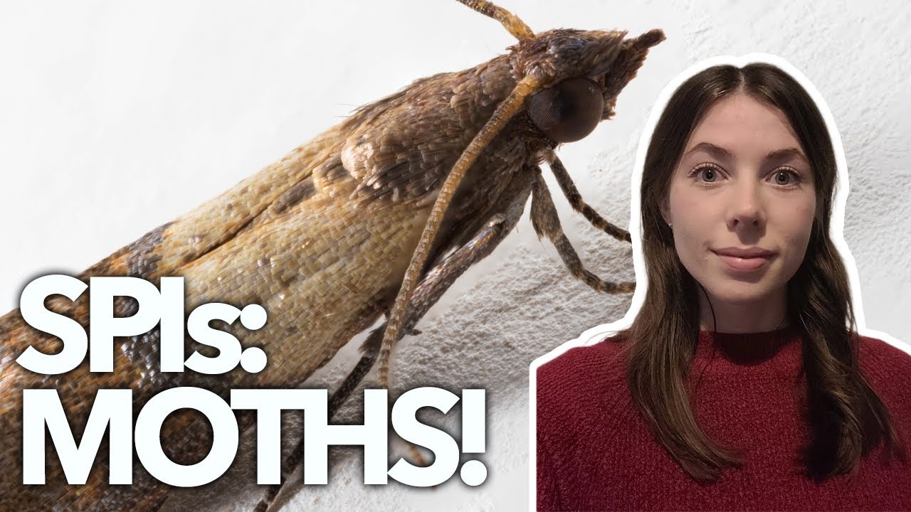 Sponsored slot: SPI’s – ‘Tis the season for a moth-ful of stuffing