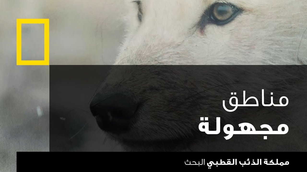 مملكة الذئب القطبي: البحث | ناشونال جيوغرافيك أبوظبي