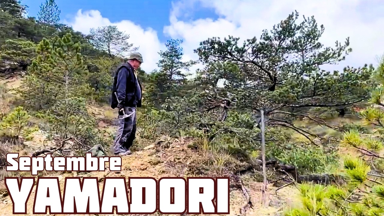 Sortie prélèvement YAMADORI de Septembre 🌱 NEJIKAN BONSAI 🌱