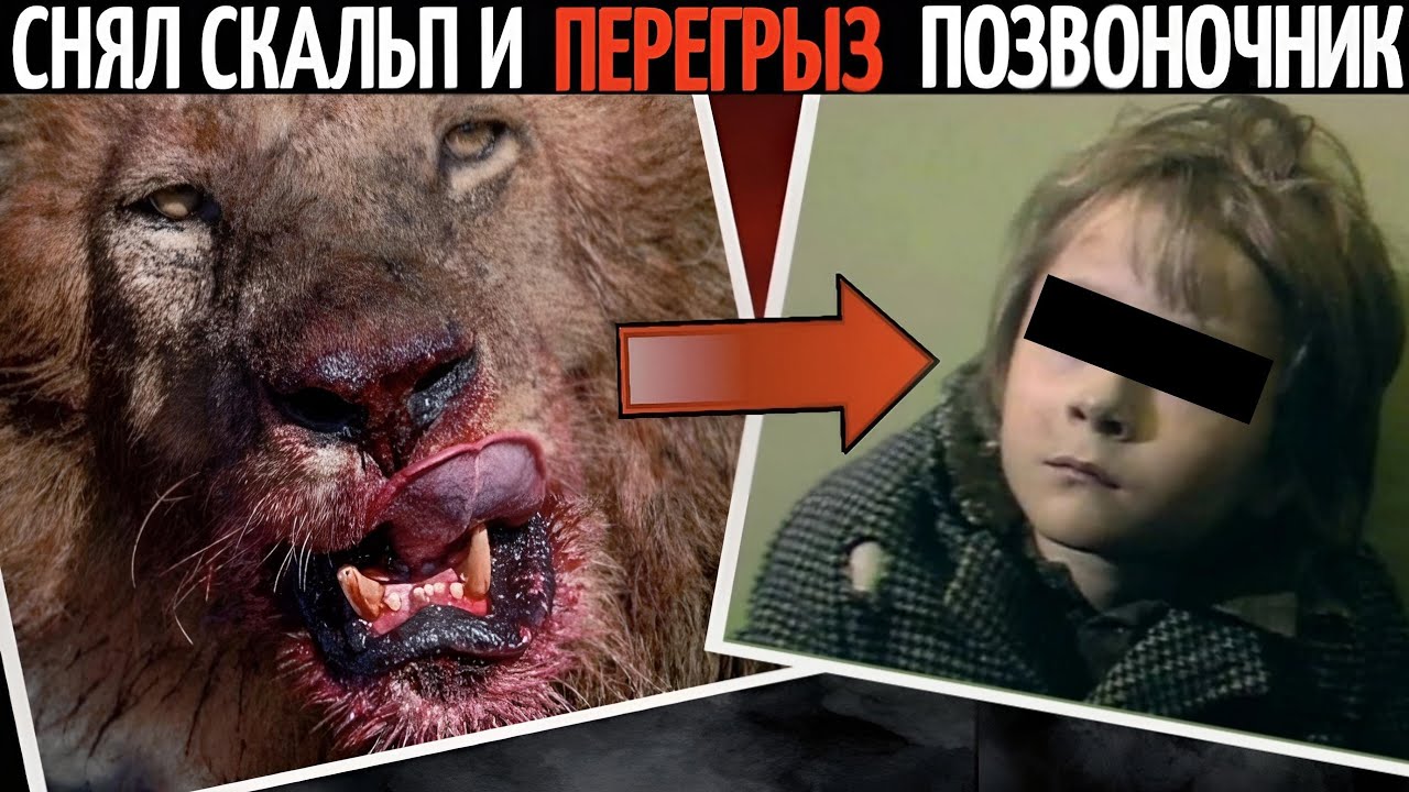 Советская семья завела львёнка, который позже 