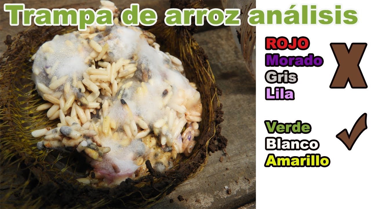 MICROORGANISMOS EN EL SUELO TRAMPA DE ARROZ / reproducción de trichoderma