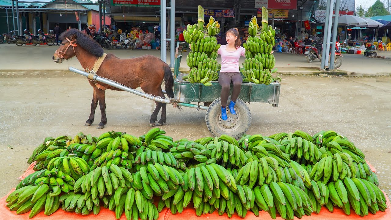 Harvesting Many Banana, Use Horse Cart To Transport Lot Of Banana Go To Countryside Market Sell