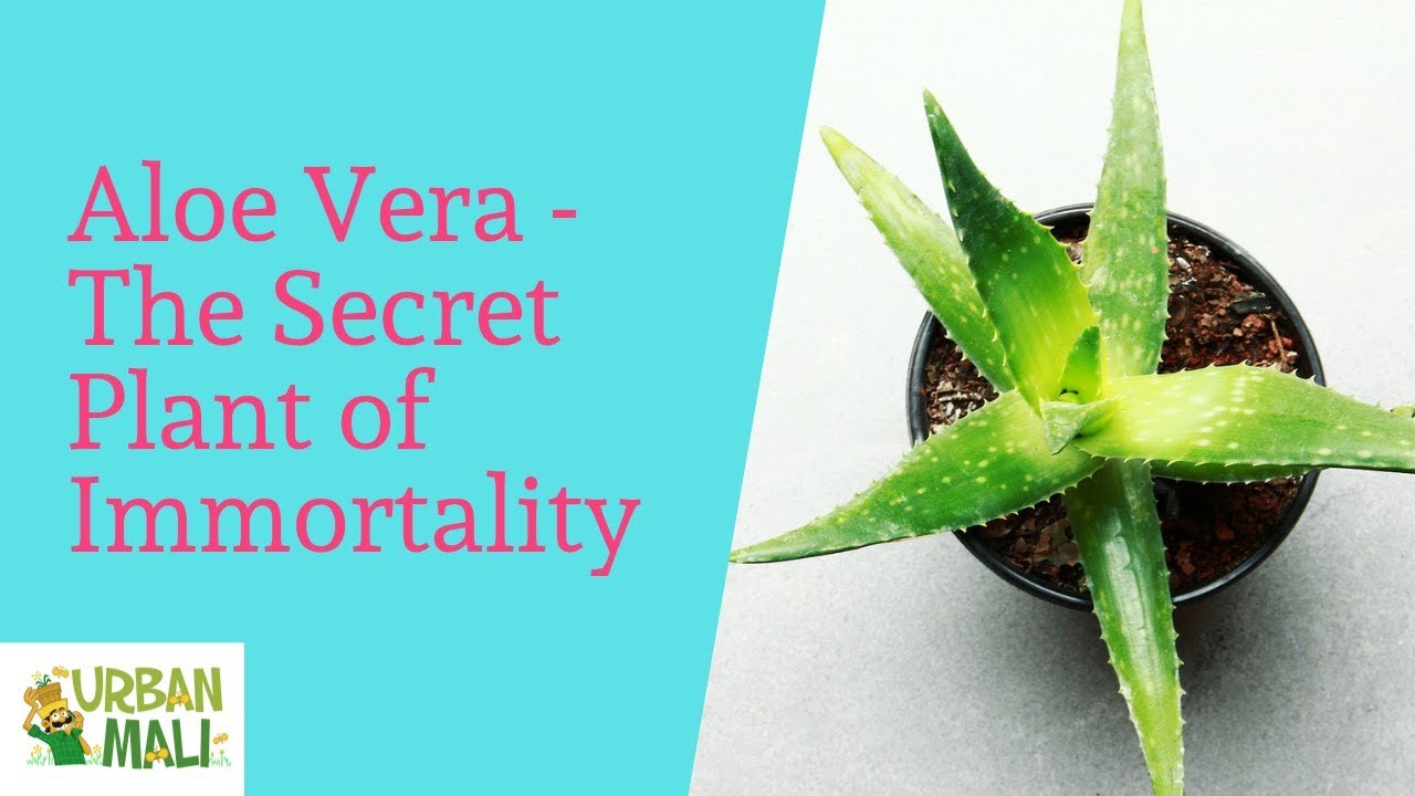 Aloe Vera - The Secret Plant of Immortality
