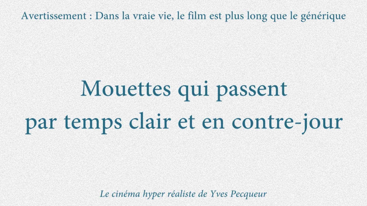 Mouettes qui passent par temps clair et en contre-jour