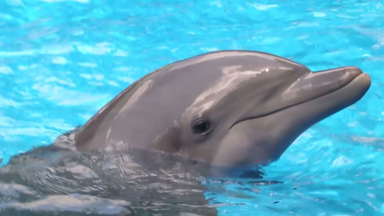 The Dolphin Therapy-Sounds of Dolphins. (I did not make this video = not my copyright.)