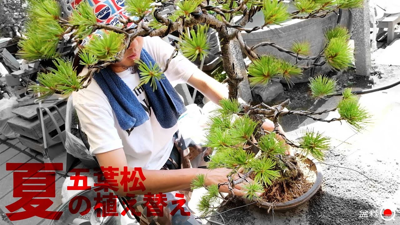 五葉松の「夏」の植え替え！注意点と方法を解説【盆栽Q】