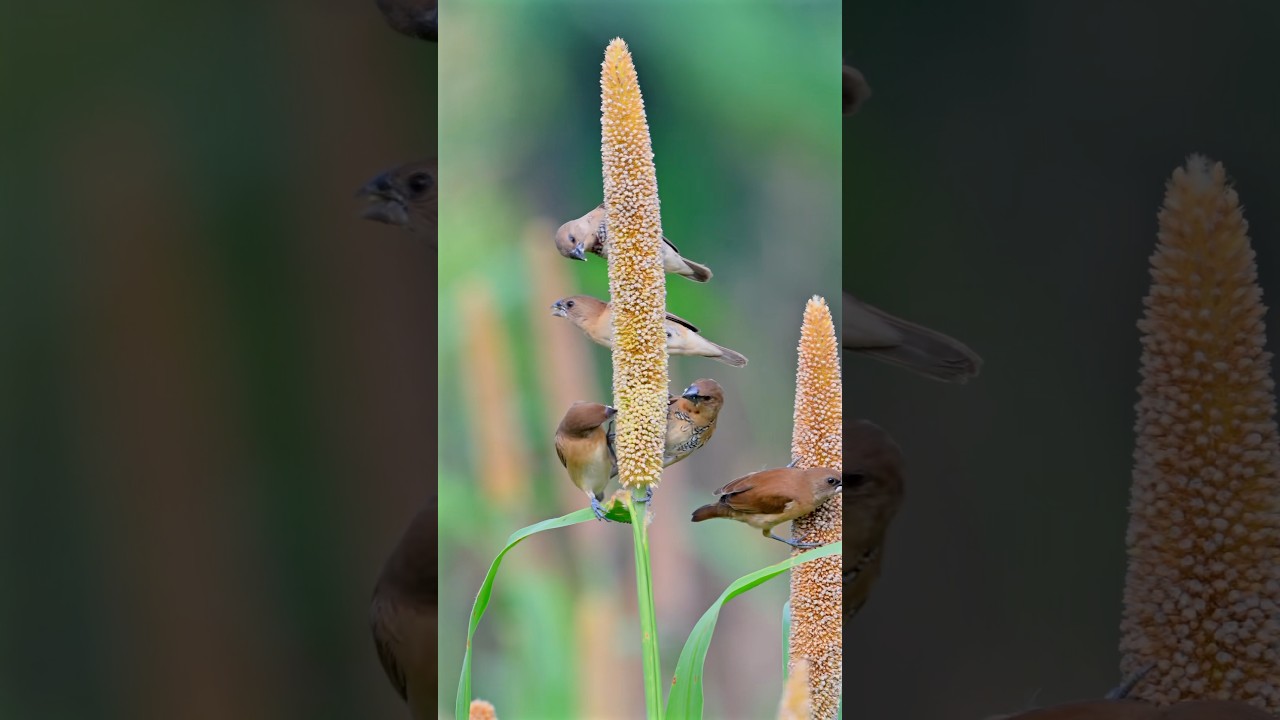 Juvenile Scaly-breasted Munia |Breakfast Time