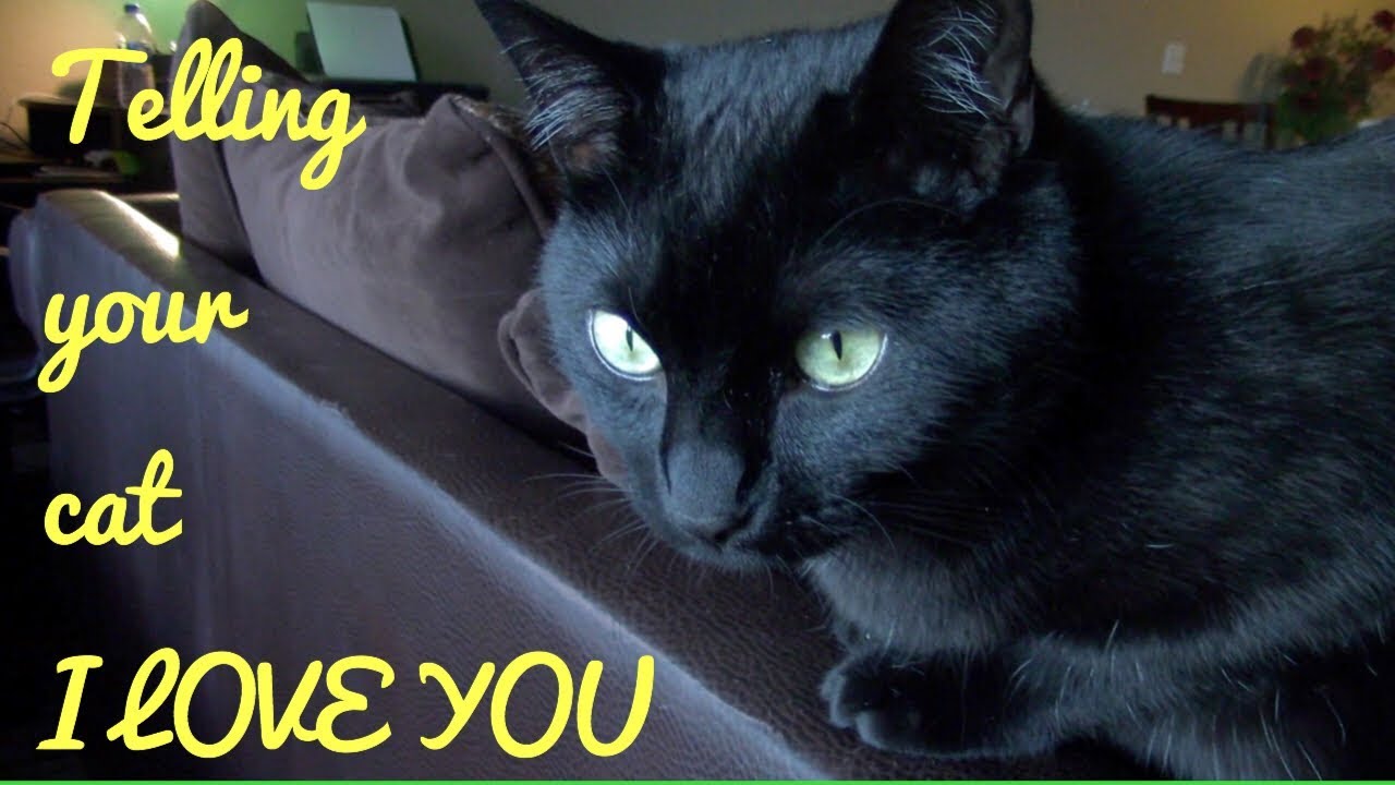 Ways To Tell Your Cat I Love You