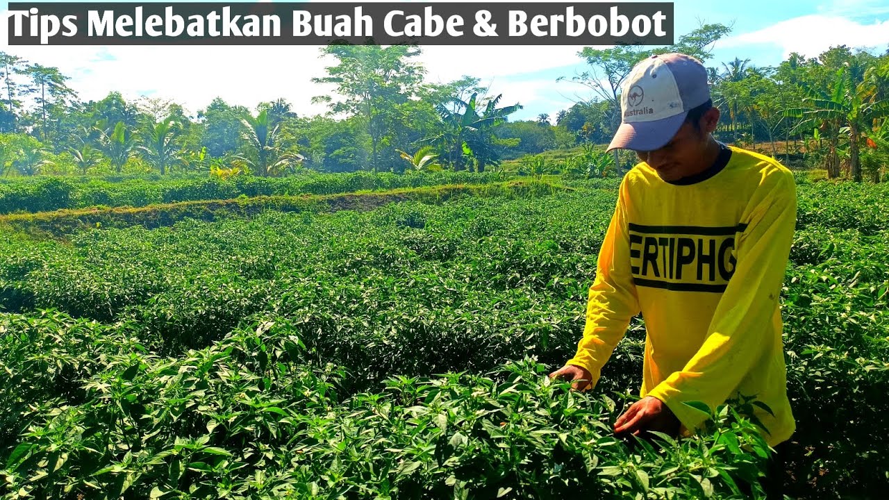Tips Sukses Budidaya Tanaman Cabe - Penyemprotan Nutrisi Kalium Cair ( Kalinet )