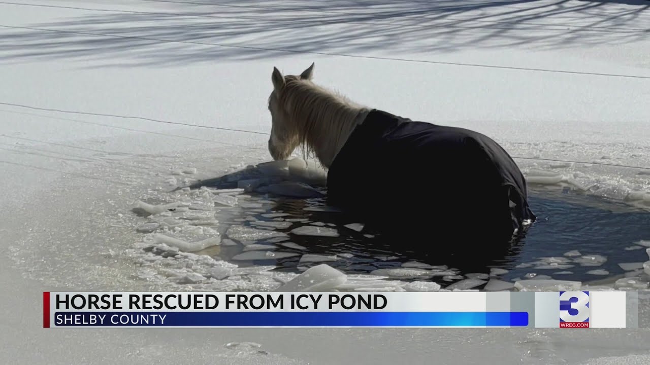 Blind horse saved after being trapped in frozen pond
