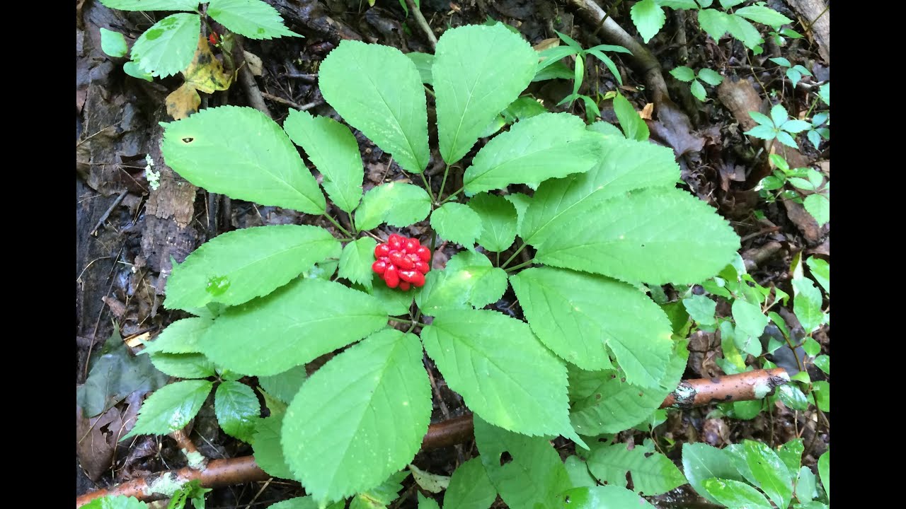 Ginseng Hunting video in the fall of 2014