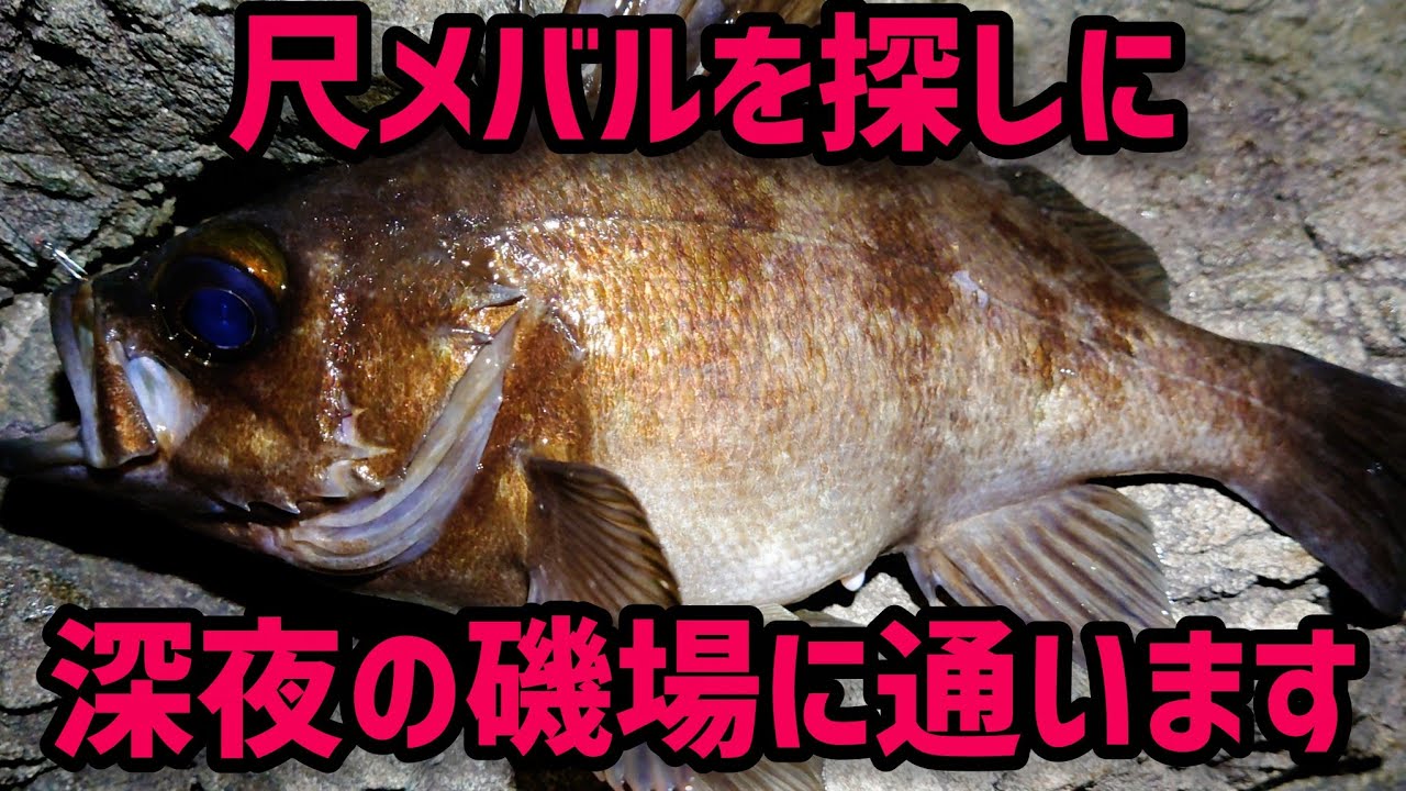 【メバリング】深夜の地磯に通い詰めた結果...