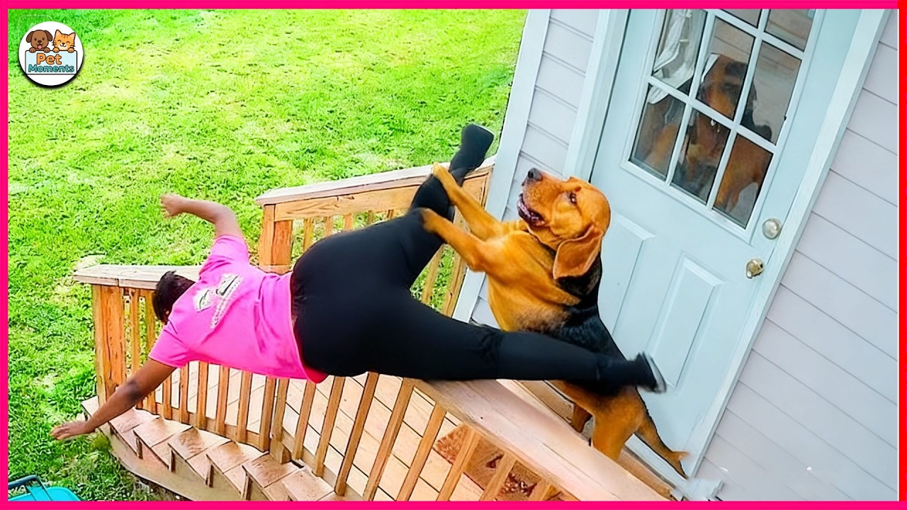 When the “animal distribution system” glitches – totally wrong but totally adorable 😂🤣 Funny Animal