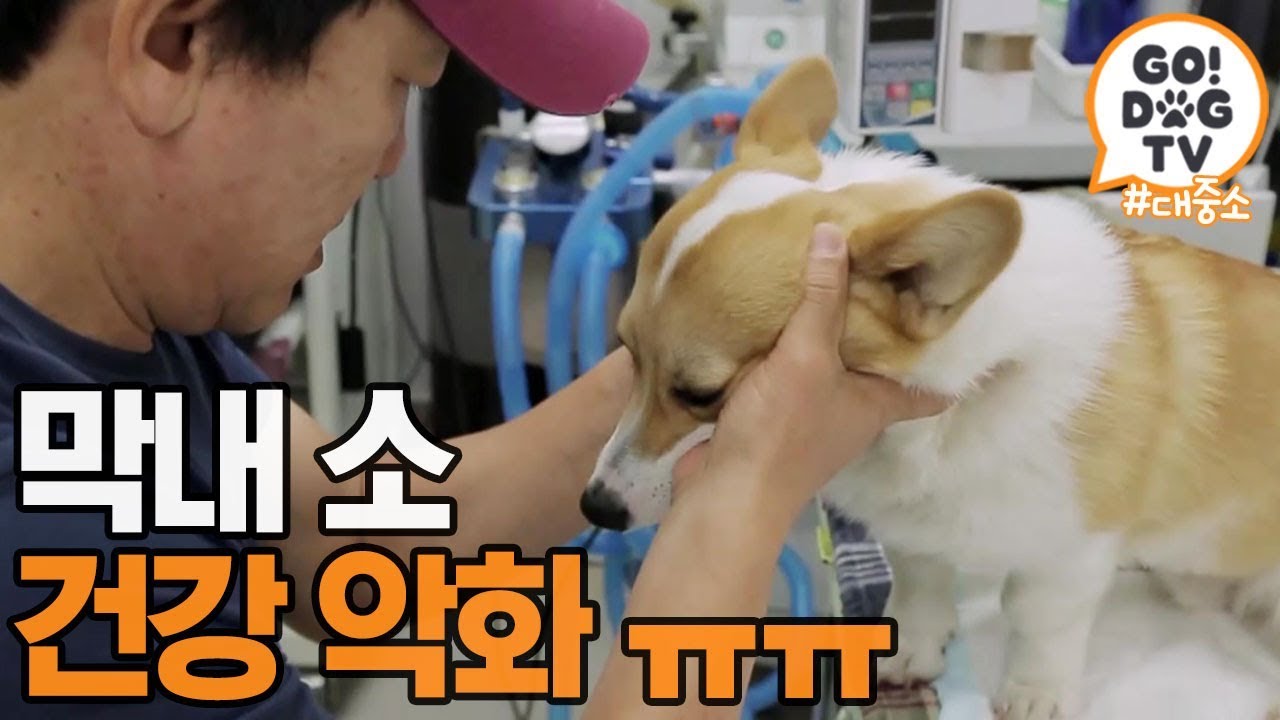 [고독TV] 소를 잃을 수도 있다는 충격적 진단...ㅠ | 개밥주는 남자