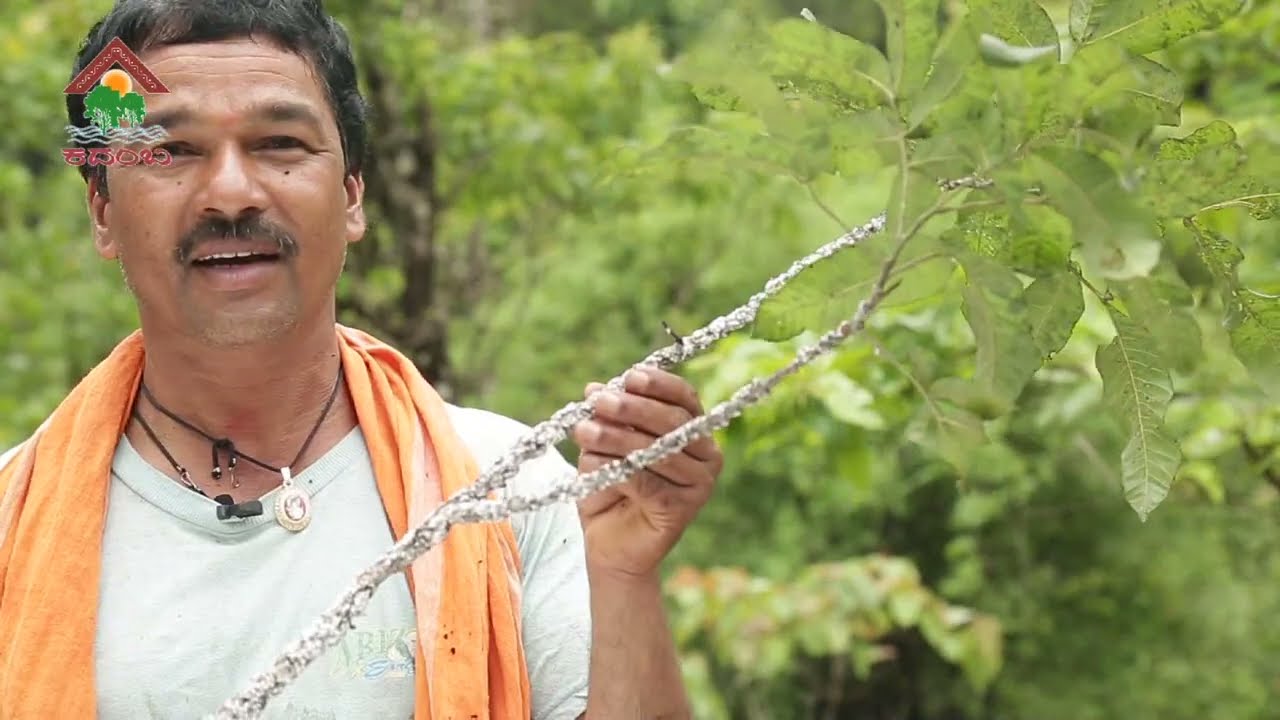 Aragu krushi | Lac Cultivation | Kadamba Foundation | Kannada