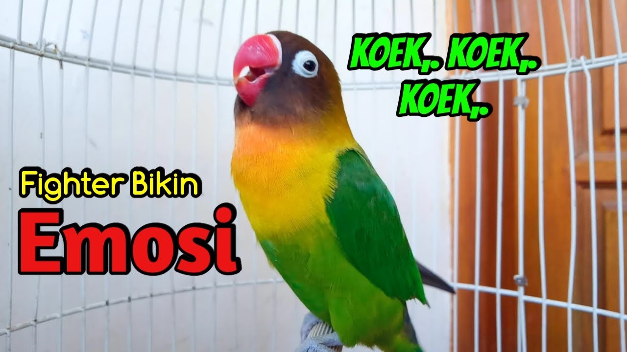 Lovebird Gacor Ngekek Panjang KOEK KOEK FIGHTER Naikkan EMOSI, Sekali PANCING Jadi Ikut BUNYI