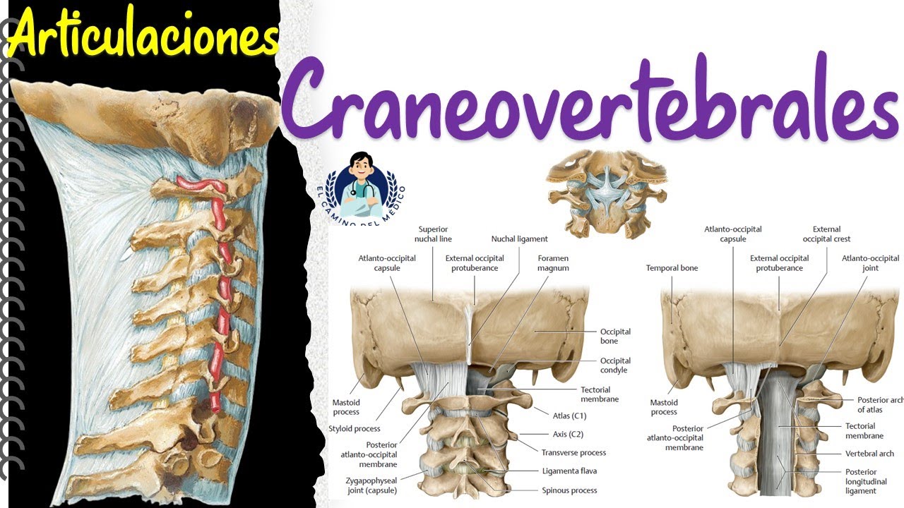 Articulaciones Craneovertebrales - parte 4