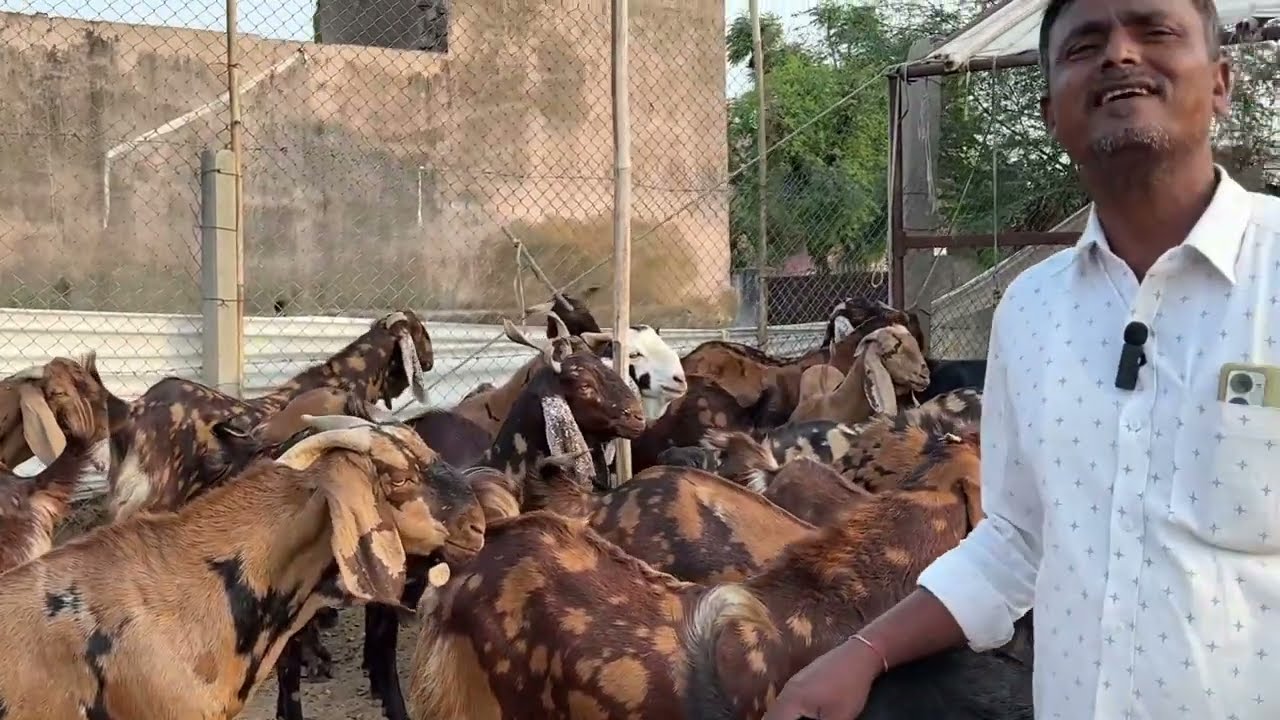 होलसेल में क़ुर्बानी बकरें | visit raj goat farm bakaraeid goat market 2025