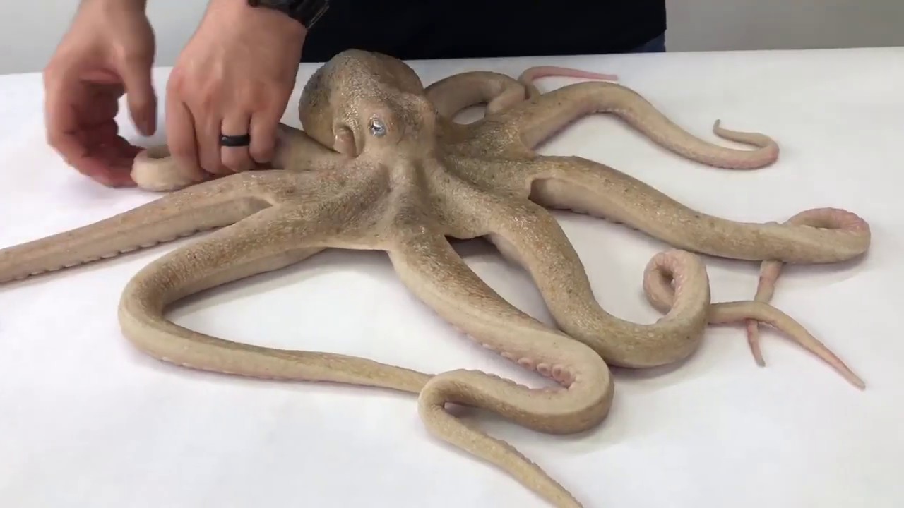 Octopus prop