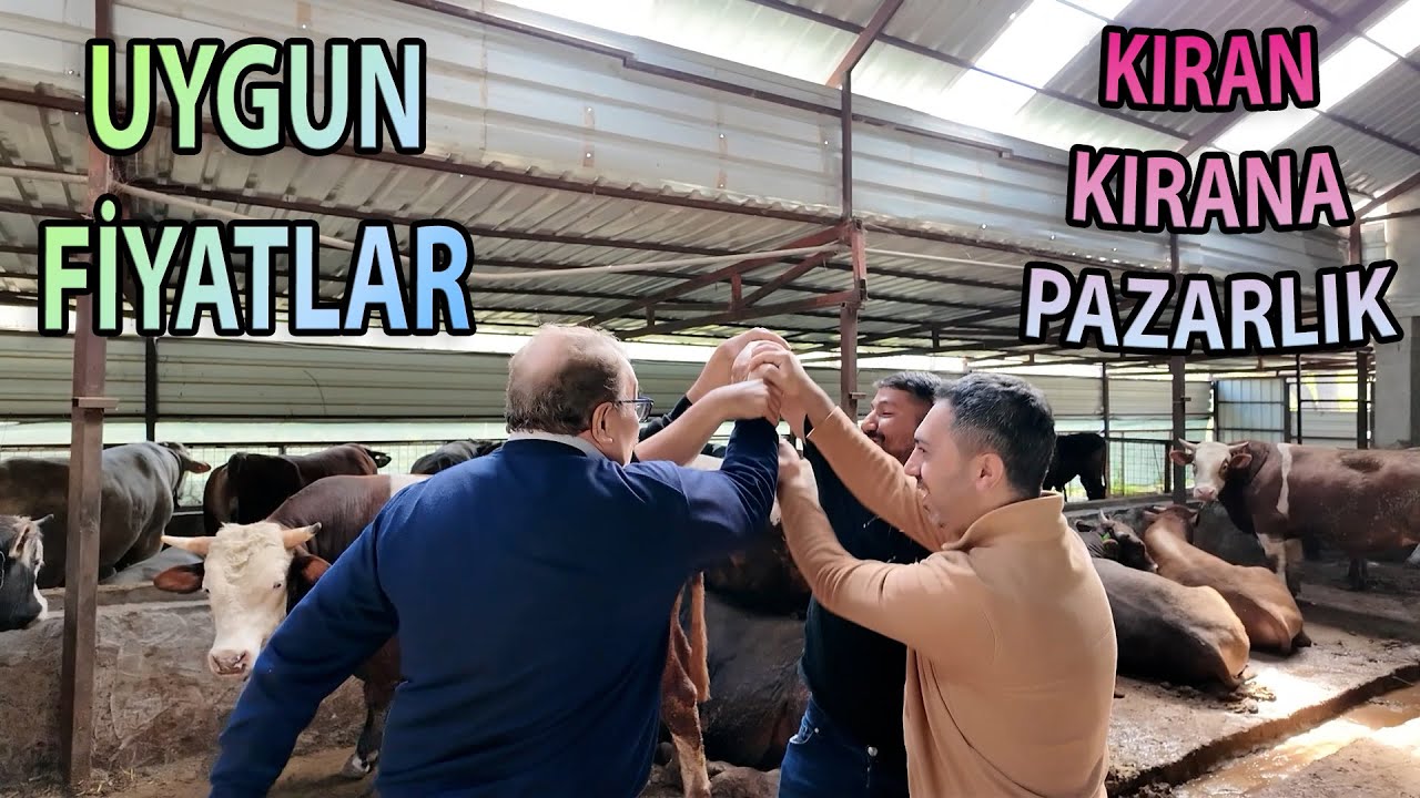 187.000 TL / 250.000 TL / UYGUN FİYATLAR İSTANBUL'DA  / KURBANLIK DANALAR 2025