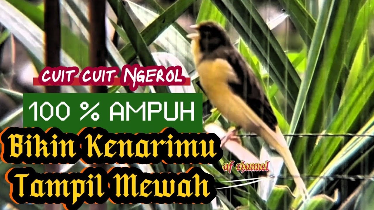 KENARI GACOR CUIT CUIT MEMANGGIL LAWAN BIKIN EMOSI |13| COCOK BUAT PANCINGAN KENARI BELAJAR BUNYI