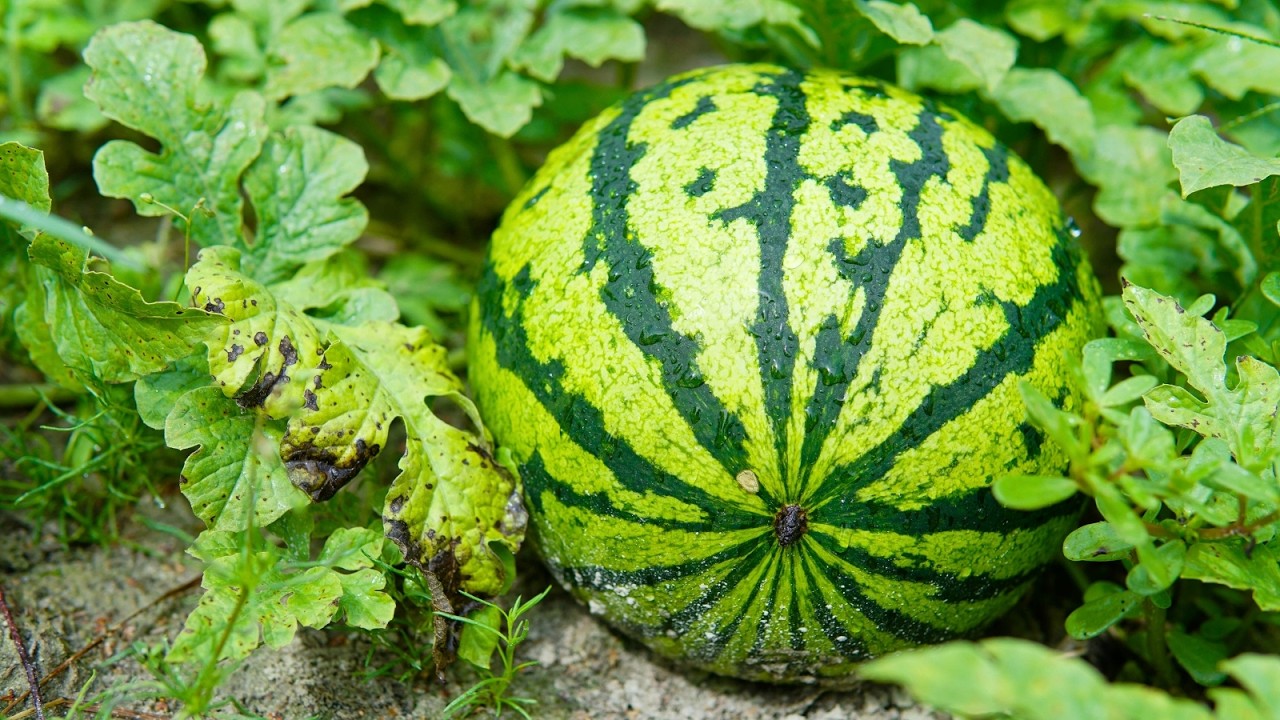 AKAMARO KA WATERMELON KU MUGORE KU BAGABO BO BIRATANGAJE