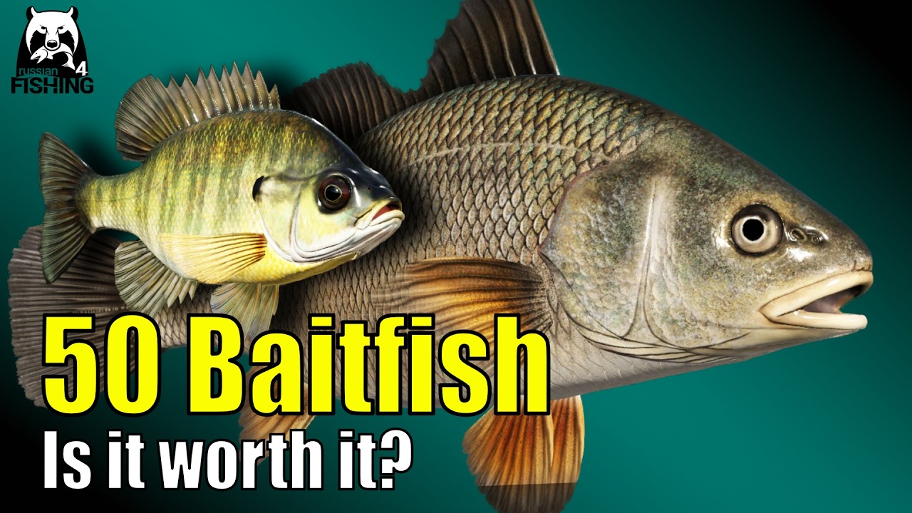50 baitfish at Elk Lake &ndash; Russian Fishing 4 &ndash; is baitfish fishing worth it? 50 Bluegill #rf4