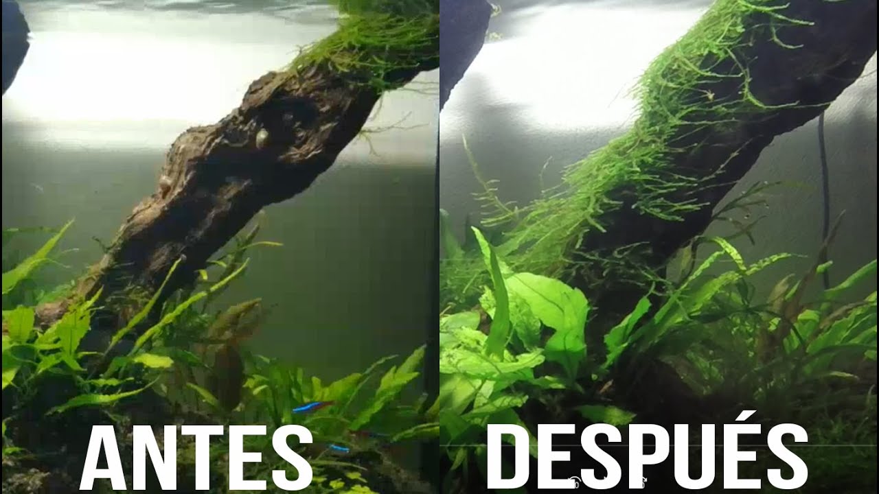 Como Pegar Musgo En Troncos Y Rocas!