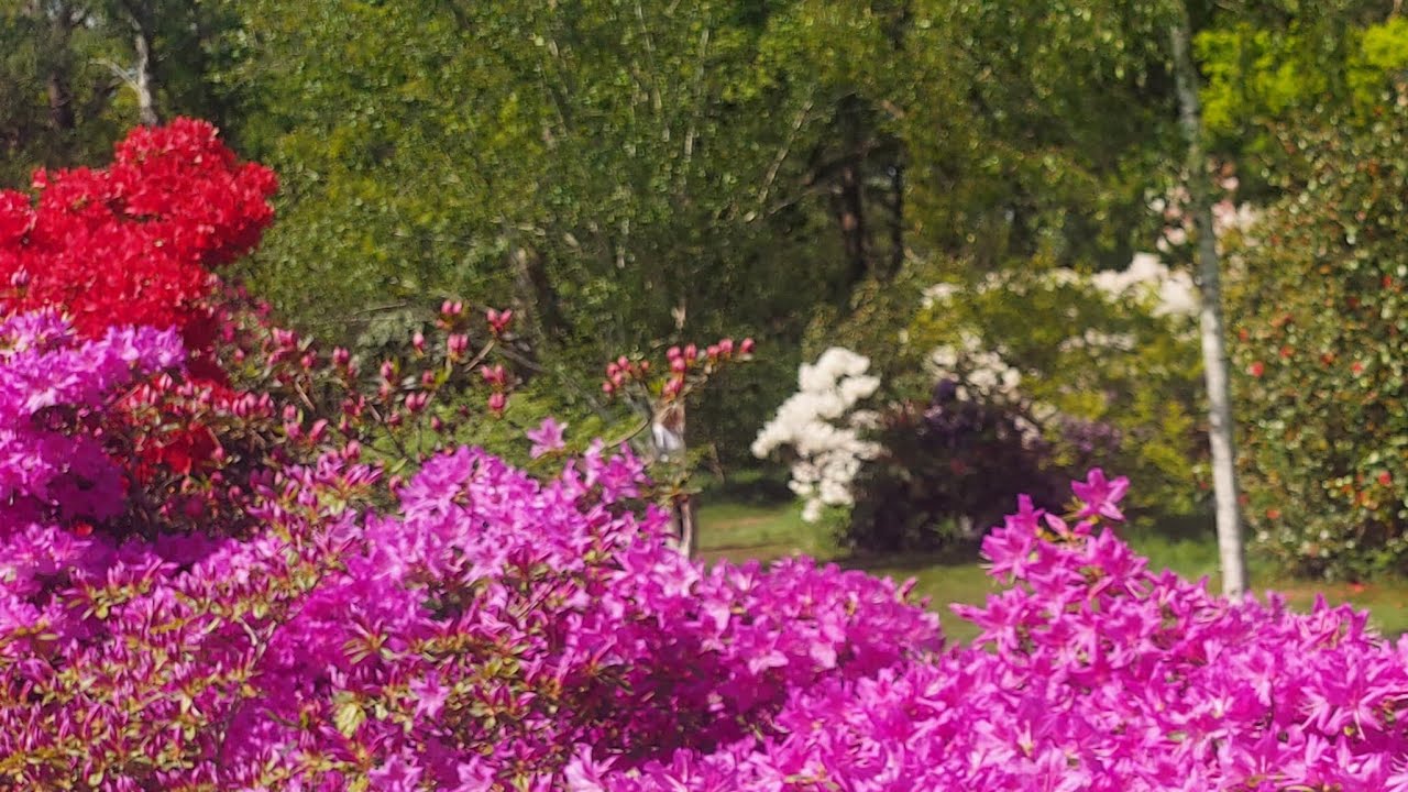 将棋ウォーズスプリント二段頑張って地上に戻します😀