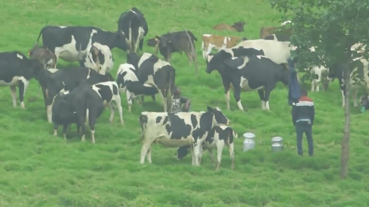 RUHURA UBWONKO DUTEMBERE GISHWATI IWABO W'INKA,WABA WIFUZA KORORA REBA INKA NZIZA WAGURA