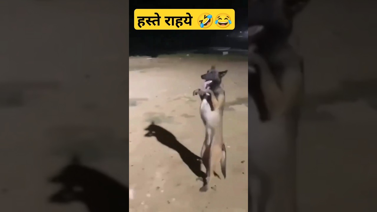 हस्ते राहये 😂🤣 #shorts #youtubeshorts #dog #kutha