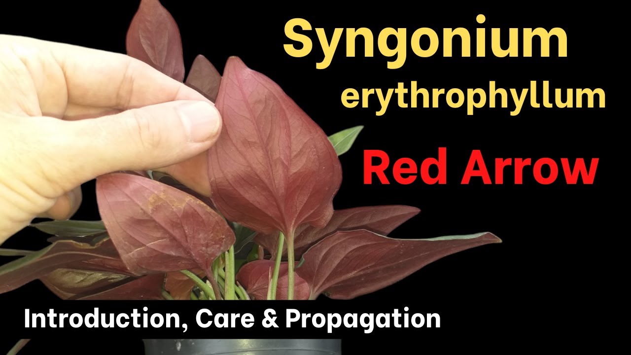 How to grow Syngonium 'Red Arrow'