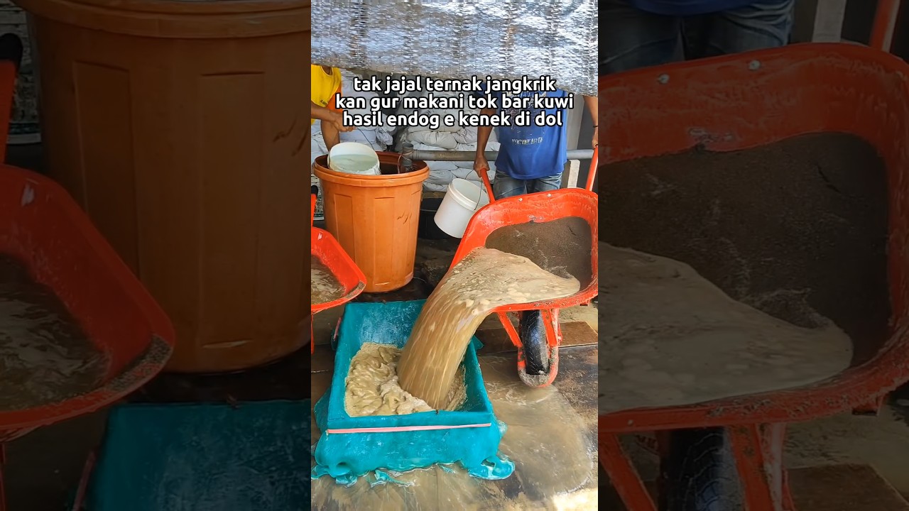 Ternak jangkrik:nyoba ternak jangkrik ternyata gampang!cuma kasih makan,eh hasilnya bisa dijual🔥