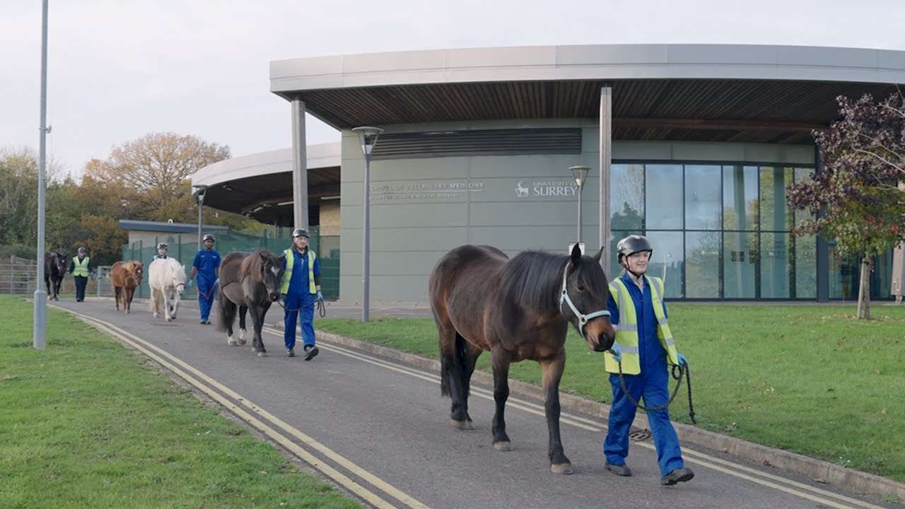 Explore our School of Veterinary Medicine facilities | University of Surrey
