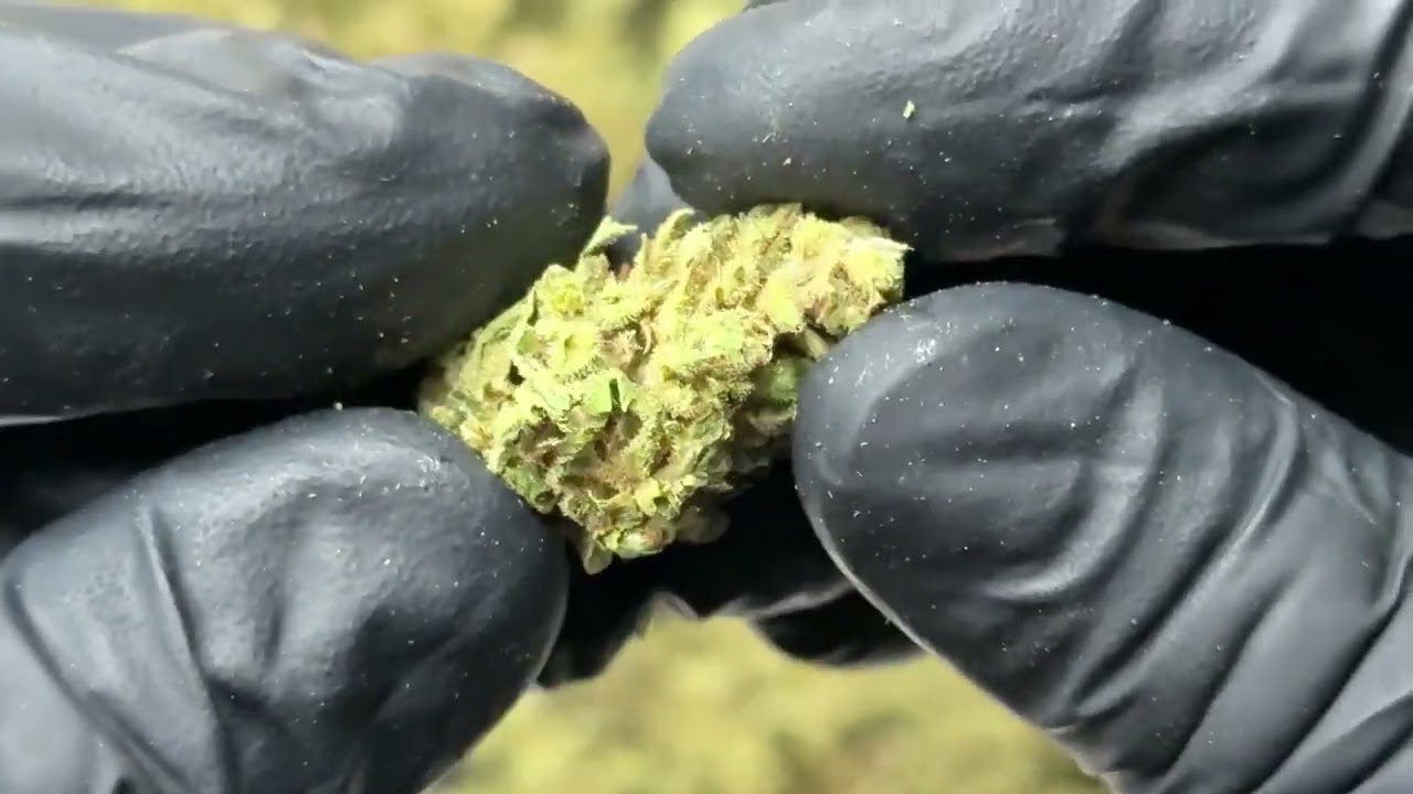 Tune CBD Hemp Flower by Oregon-HempFlower.com