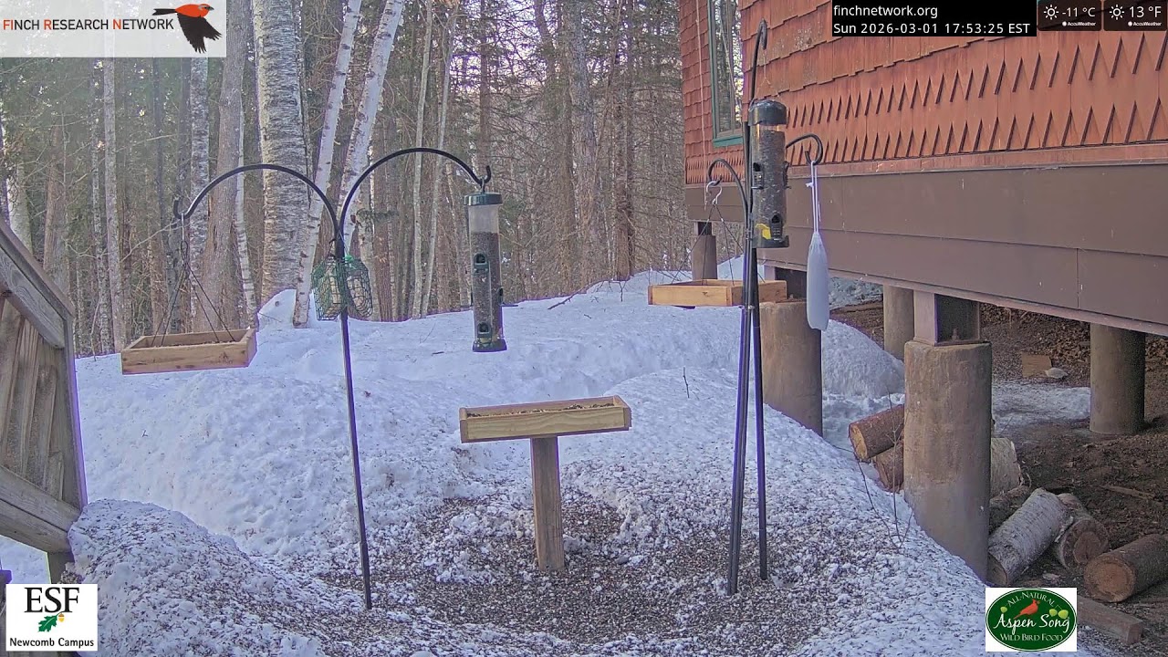 2026-03-01 - Adirondack Interpretive Center - Newcomb, NY - Live Stream Bird Feeder Cam