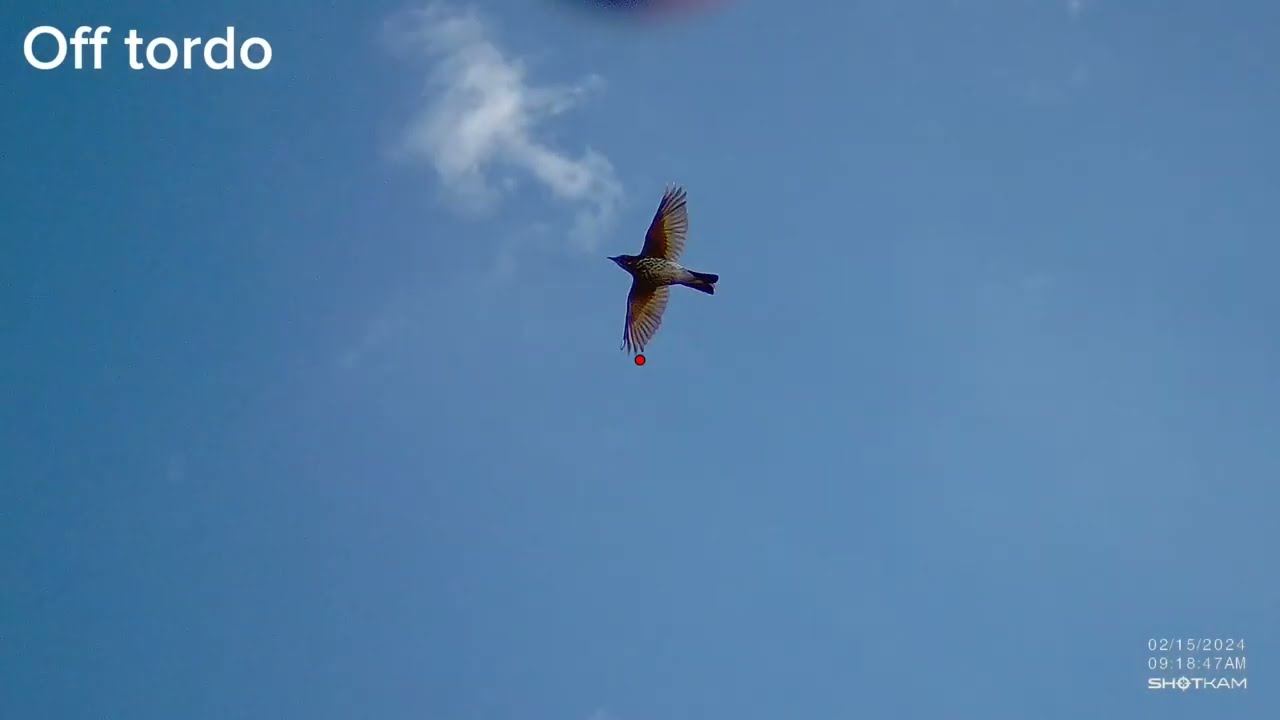 Thrush hunting 7