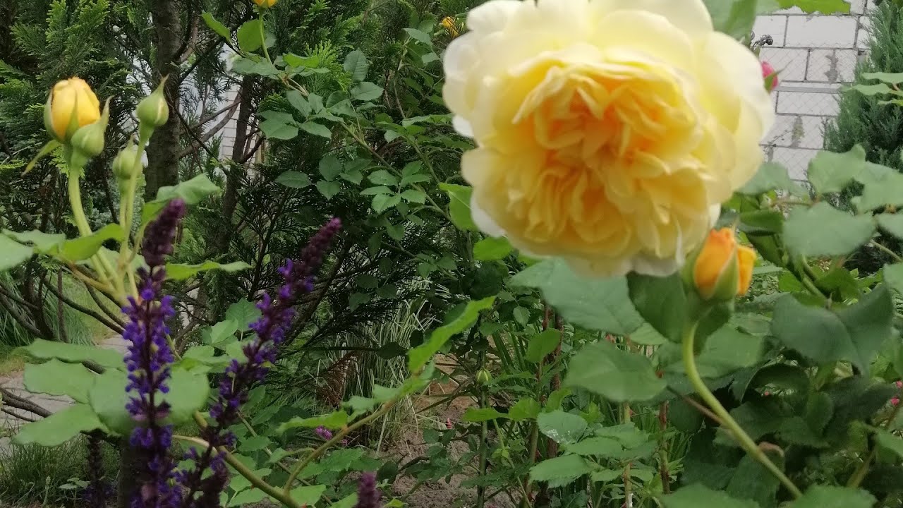 Цветущие многолетники 🌺лаванда шалфей вероника иссоп котовник вербена бонарская и другие