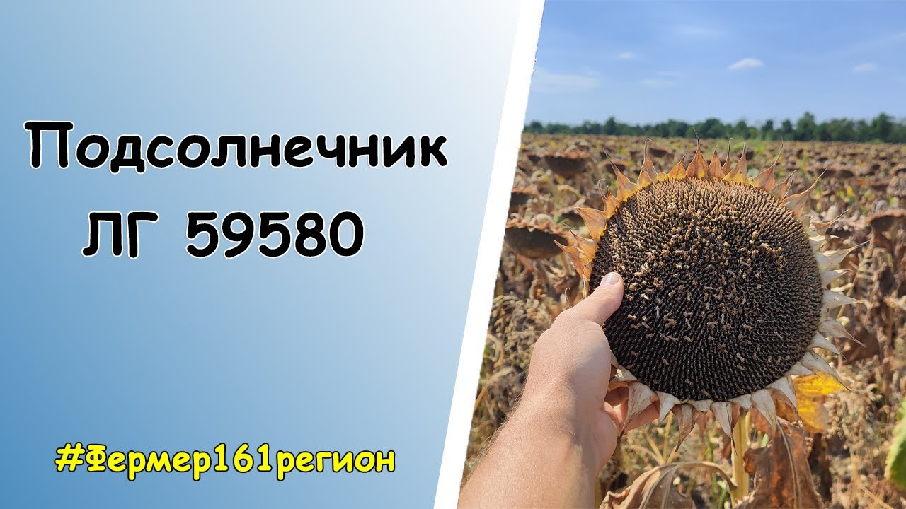Осмотр поля 🌻Подсолнечник ЛГ 59580🌻