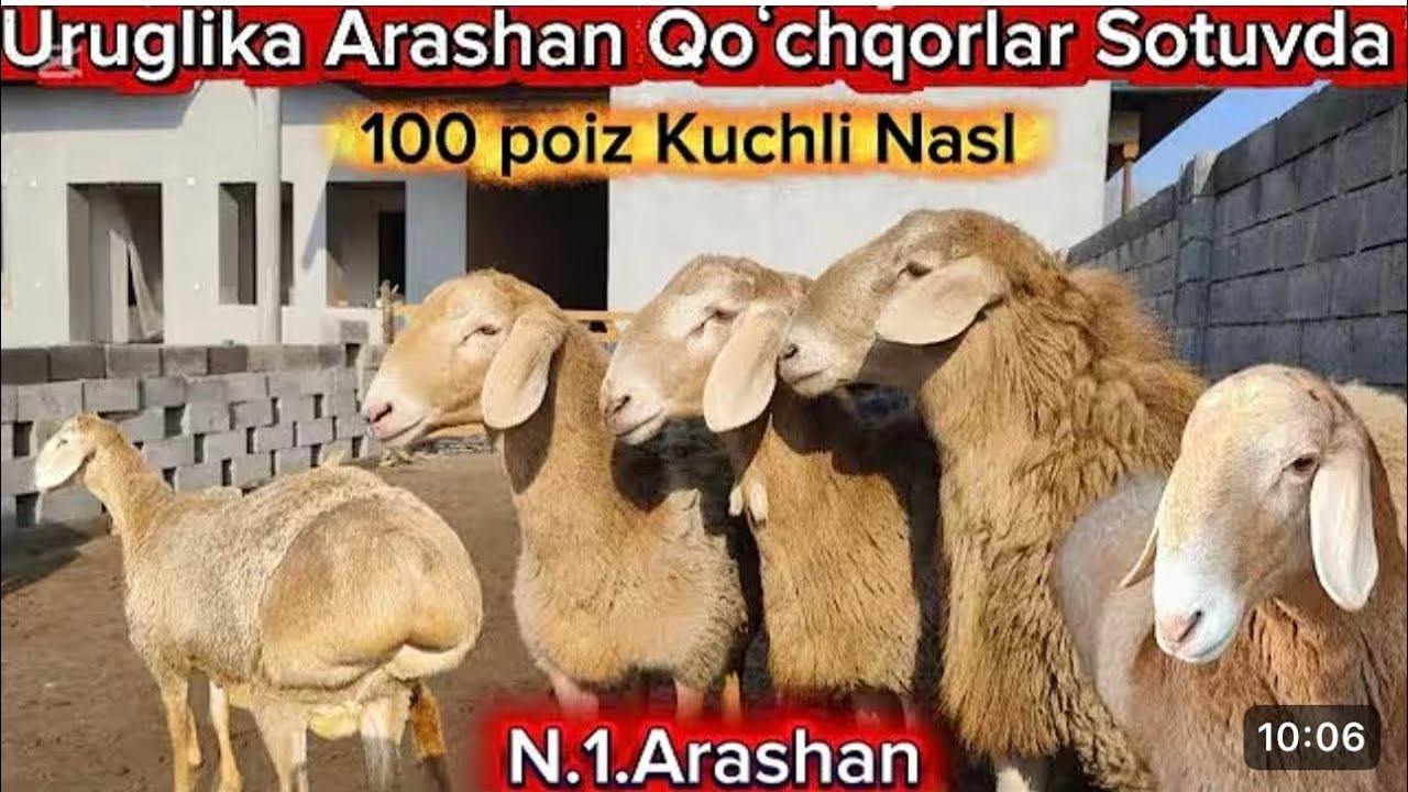 Arashan bõğoz va ona bola sovliqlar arzon narxlarda 