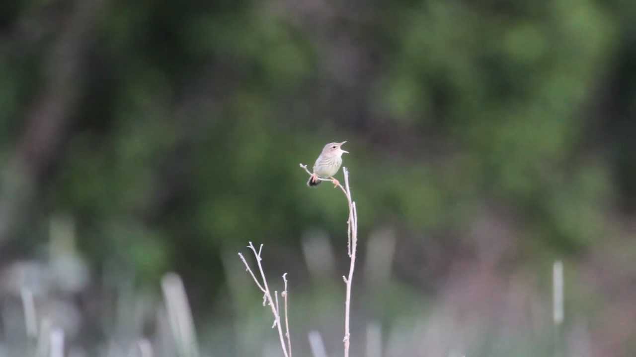 Tr&auml;sks&aring;ngare (Lanceolated Warbler, Locustella lanceolata)