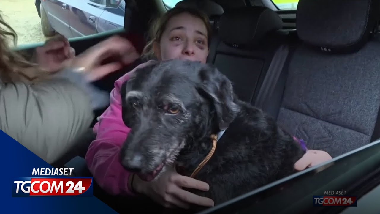 Incidente ferroviario in Spagna, ritrovato un cane disperso: Boro è tornato a casa