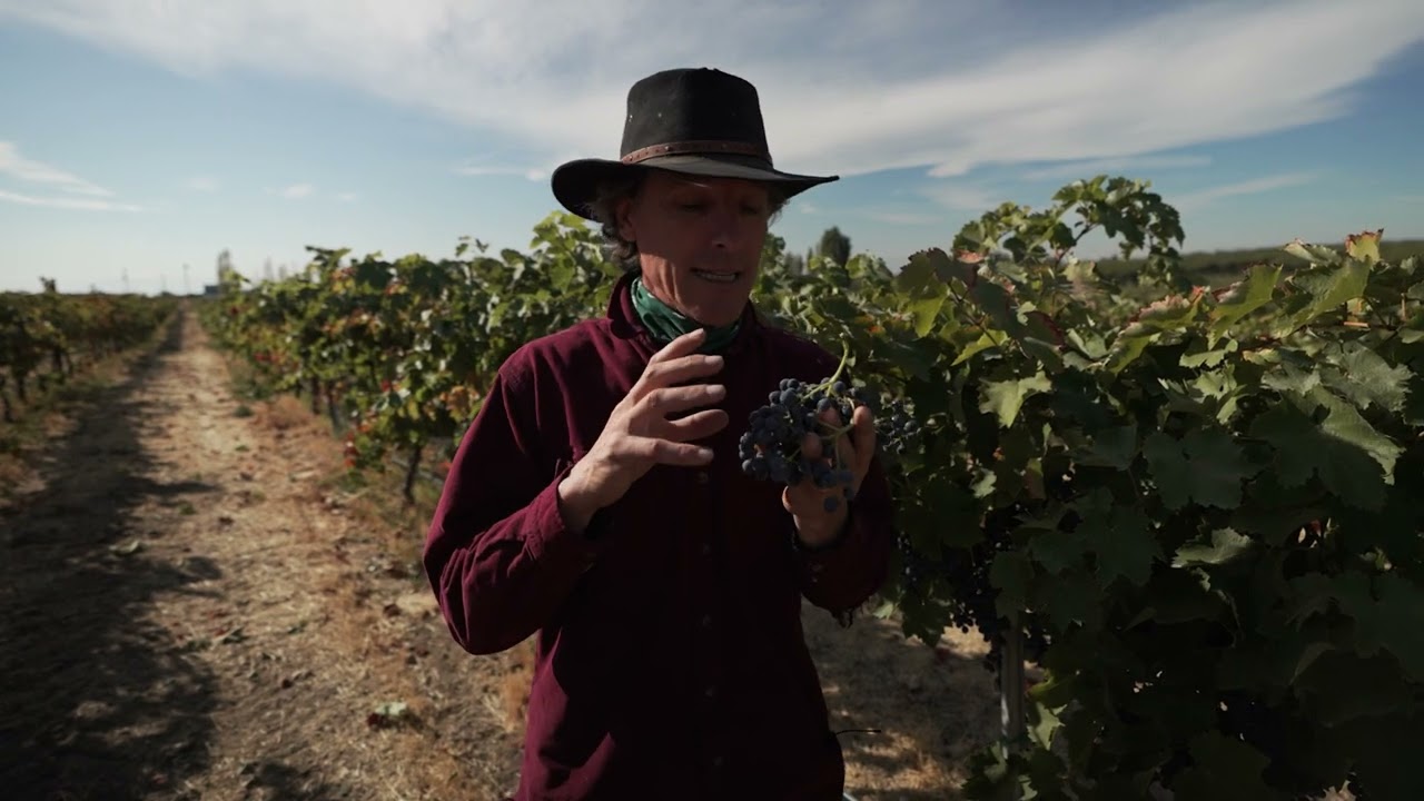 Is Saperavi the world’s greatest grape and wine? 8,000 vintages old now, I’m convinced.