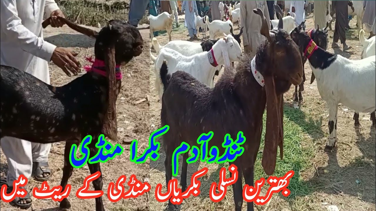 Sindhi goat breeds rate update in tando adam bakra mandi today