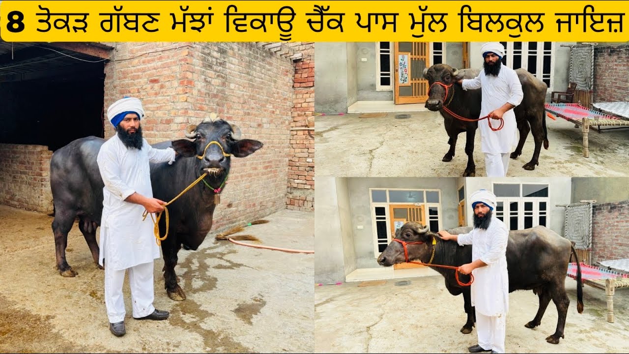 08/03/2026 ਪ੍ਰਤਾਪ ਸ਼ਾਹ ਲੈ ਗਿਆ 8 ਪਸ਼ੂ ਵਿਕਾਊ ਭਾਅ ਬਿਲਕੁਲ ਜਾਇਜ਼ਪਿੰਡ ਝਾਮਕਾ ਜ਼ਿਲ੍ਹਾ ਤਰਨ ਤਾਰਨ  7087901127