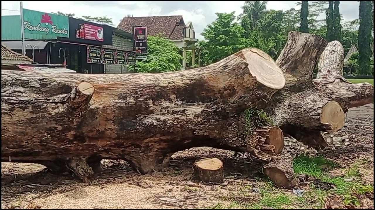 RANDU ALAS USIA 300 TAHUN UDAH TIMBANG