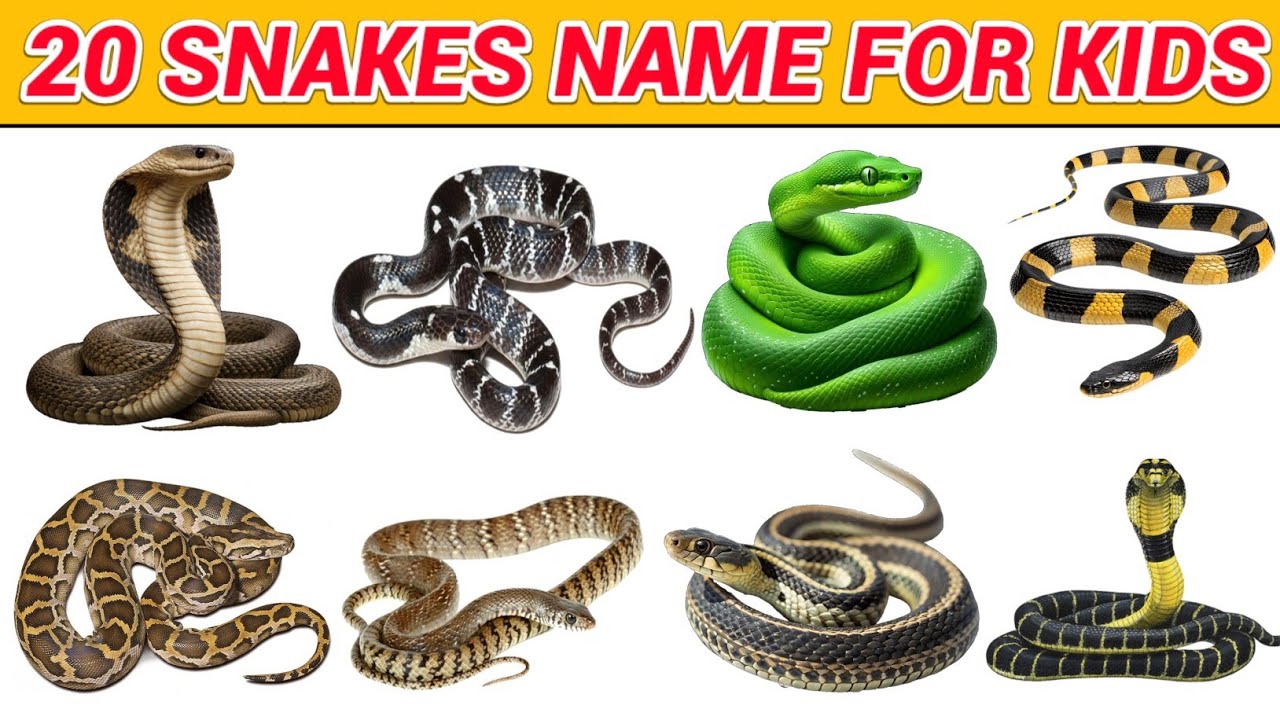 Snake Names for Kids | Learn 20 Types of Snakes in English | Preschool &Toddler Learning Video
