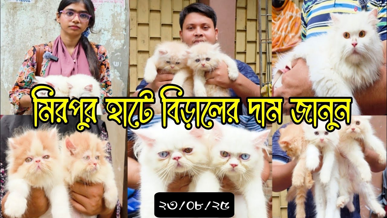চমকে ভরা মিরপুর বিড়লের হাট, দাম সম্পর্কে জানুন, প্রচুর বিড়াল এসেছে হাটে | ২৩/০৮/২৫ #Cat #Birds #Pets